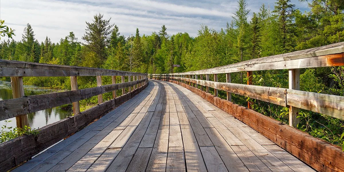 The old rail corridor running straight through the trees