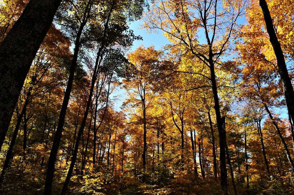 Tall hardwoods in full autumn colour
