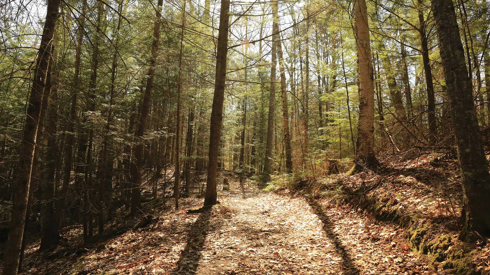 A quiet forest trail through the pines